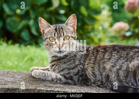 tabby cat on a wall looking in camera Stock Photo