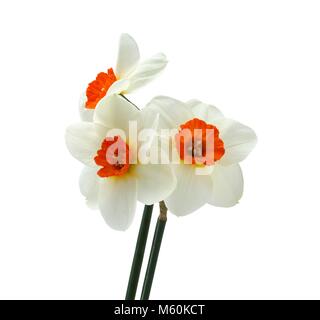 Bouquet of three daffodils isolated on white background Stock Photo