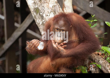 Wild Bornean Orangutan (Pongo pygmaeus) young male licking finger with food from discarded jar Stock Photo