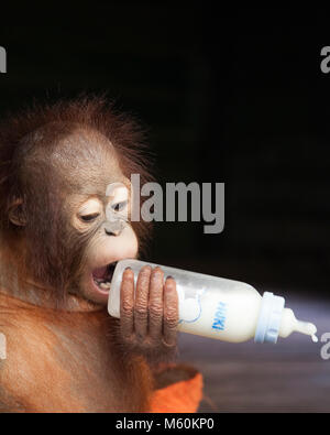Rescued two year old baby orphan orangutan chewing on the wrong end of the bottle in the Orangutan Care Center Stock Photo