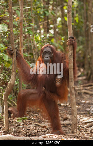 Wild orangutan mother standing in Asian tropical rainforest, holding onto trees with baby clinging to her fur, Tanjung Puting National Park, Borneo Stock Photo