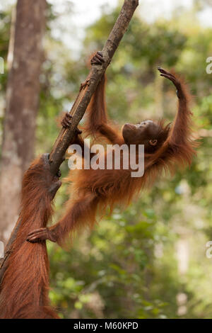 One year old wild Bornean orangutan standing on mother's arm to practice climbing a tree branch in tropical rainforest, Tanjung Puting National Park Stock Photo