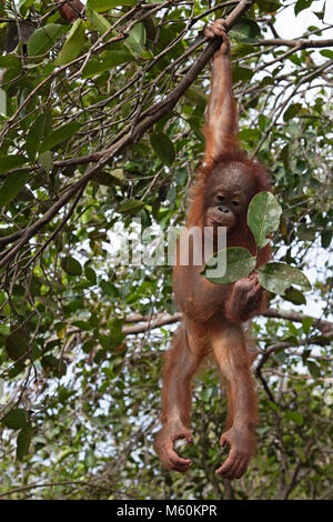 Rescued orangutan in tree hanging from one arm while playing with leaves during forest play and training session at the Orangutan Care Center, Borneo Stock Photo
