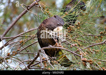 Forest red-tailed black cockatoo (Calyptorhynchus banksii naso) feeding on She oak seed cones, Creery Wetlands, Mandurah Western Australia Stock Photo