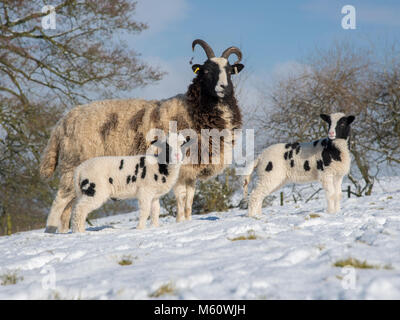 Preston, Lancashire, UK. 27th Feb, 2018. Jacob ewe and lambs in the snow at Longridge, Preston, Lancashire. Credit: John Eveson/Alamy Live News Credit: John Eveson/Alamy Live News Stock Photo