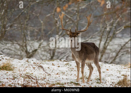 Powys, Wales, UK. 27th Feb, 2018. Beast from the East Powis Castle Mid Wales 27/2/18 Credit: Paul Williams/Ģ����ý Live News Stock Photo