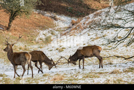 Powys, Wales, UK. 27th Feb, 2018. Beast from the East Powis Castle Mid Wales 27/2/18 Credit: Paul Williams/Alamy Live News Stock Photo