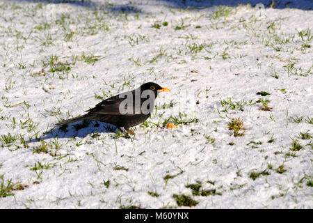 London, UK. 27th Feb, 2018. UK Weather: Light snow covering in London. Blackbird in the snow Credit: Londonphotos/Alamy Live News Stock Photo