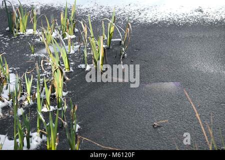 London 27th February 2018: Blackheath pond frozen over in South London  as tempartures are expected to dip this evening in parts of Scotland and northern England to  11C.  Credit : Claire Doherty/17�Թ����� Live News Stock Photo