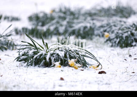 Peterborough, Cambridgeshire. 27th Feb, 2018. UK Weather: Daffodils drooping after a light dusting of snow fell overnight in Peterborough, Cambridgeshire. Snow, Peterborough, Cambridgeshire, on February 27, 2018. Credit: Paul Marriott/Alamy Live News Stock Photo