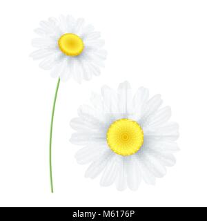 Spring chamomile flower isolated on white background. Graphic object for your design. Seasonal daisy flower. Hello spring. Vector illustration. EPS 10 Stock Vector