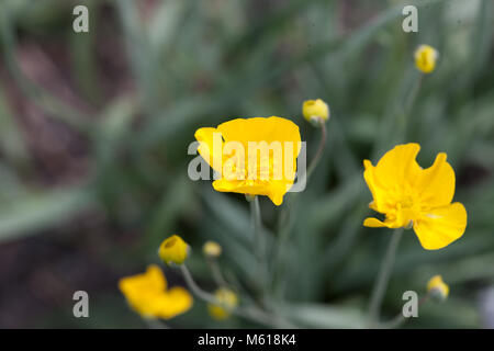 Grassy-leaved Buttercup, Gräsranunkel (Ranunculus gramineus var phoeniceus) Stock Photo