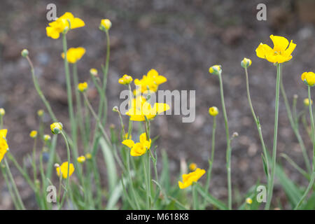 Grassy-leaved Buttercup, Gräsranunkel (Ranunculus gramineus var phoeniceus) Stock Photo