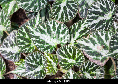 Begonia begonia imperialis hi-res stock photography and images - Alamy