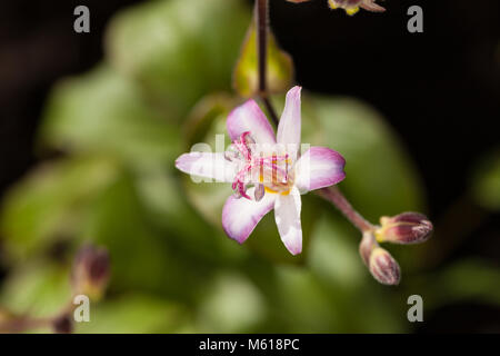 'Tojen' Japanese orchid lily, Hårig skugglilja (Tricyrtis hirta) Stock Photo