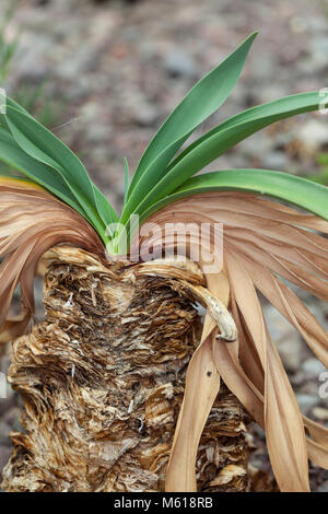 Century plant, Haemanthus toxicarius  (Boophone disticha) Stock Photo