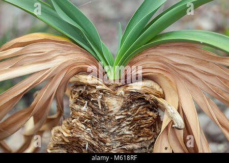 Century plant, Haemanthus toxicarius  (Boophone disticha) Stock Photo