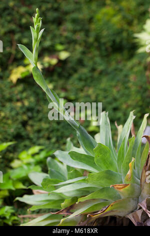 Bromeliad, Gräsväxt (Catopsis morreniana) Stock Photo