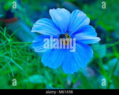 Honey bee sucking nectar from a cosmos flower Stock Photo