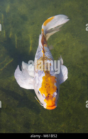 Beautiful koi carp swimming in a pond Stock Photo