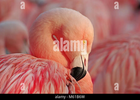 portrait of a greater flamingo. close up on pink flamingo, florida, american red flamingo. Wild bird Stock Photo