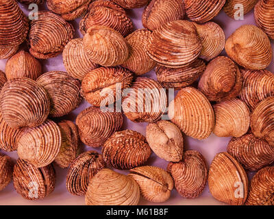 Fresh blood cockle or blood clam (Tegillarca granosa) background. Close