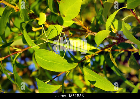 Stick insect hanging in vegetation. Stick insects are insects in the order Phasmatodea. They are camouflaged as either sticks or leaves Stock Photo