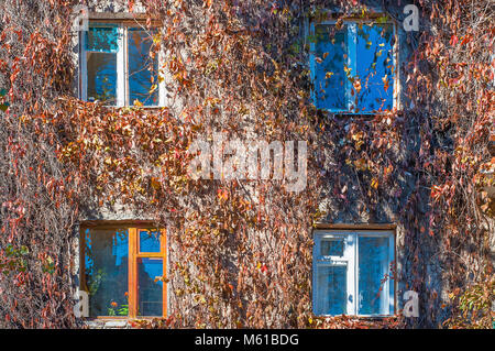 Facade of the house is braided with wild grapes Stock Photo