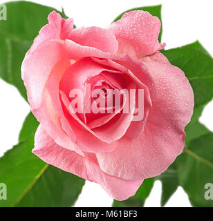 Pink rose flower covered dew Stock Photo