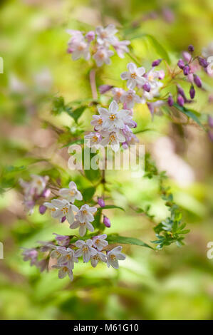 Close-up image of the summer flowering Deutzia shrub with its delicate pink flowers Stock Photo