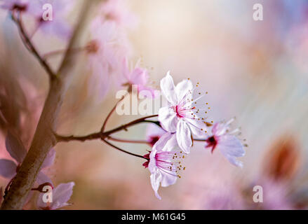 Close-up image of the spring flowering Black Cherry plum blossom flowers also known as Prunus cerasifera 'Nigra' Stock Photo