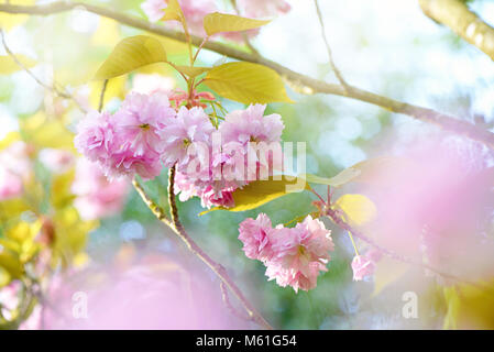 Japanese flowering Cherry tree 'Prunus Accolade' fluffy pink blossom Stock Photo