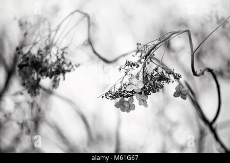 Black and white image of a Hydrangea seedhead/flowerhead with twisted stems Stock Photo