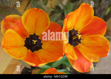 An aerial view of a pair of vivid orange tulips, fully opened and with striking markings. Stock Photo