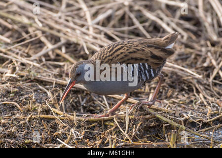 Water rail, Rallus aquaticus, searching for food amid fallen reeds, early spring on the Somerset levels Stock Photo