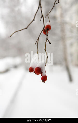 Red hawthorn berries are covered with snow. Weather and nature. Stock Photo