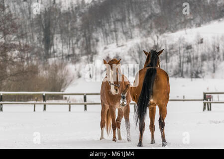 Horses playing in snow Stock Photo