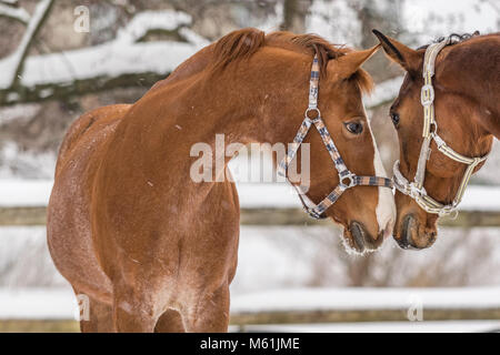 Horses playing in snow Stock Photo