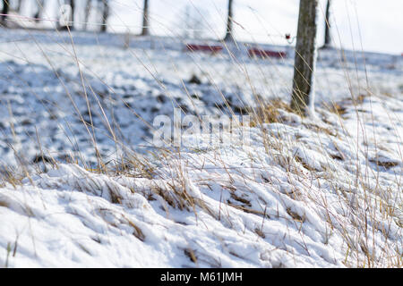 blades of grass covered by snow Stock Photo