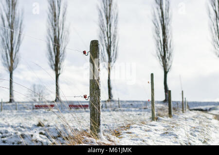 wooden post with red isolator in the winter seaso Stock Photo