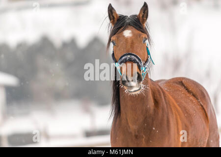 Horses playing in snow Stock Photo