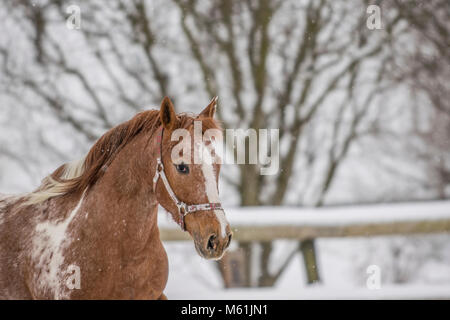 Horses playing in snow Stock Photo