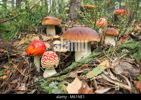 Variety of mushrooms grown up together in the woods. September Stock Photo