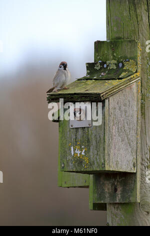 Tree Sparrows, Passer montanus at a nesting box, England, UK. Stock Photo
