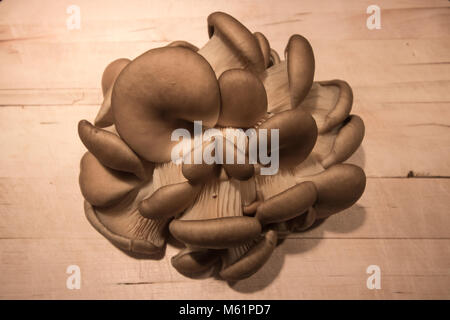 Oyster mushrooms on a brown wooden shelf background. Ripe bunch of mushrooms Stock Photo