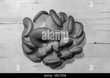 Oyster mushrooms on a wooden board. Black and white photo. Stock Photo