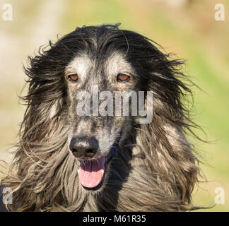 Portrait of an Afghan hound.The Afghan Hound is a hound that is distinguished by its thick, fine, silky coat .The breed was selectively bred for its u Stock Photo