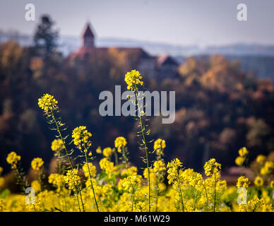 Blooming field mustard in front of blurred background of Wernberg castle in Wernberg-Köblitz, Germany Stock Photo