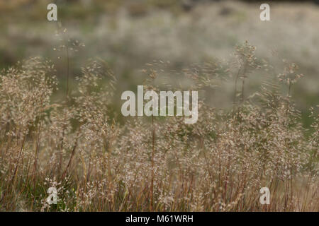 Wavy Hair-grass (Deschampsia flexuosa) blowing in the wind Stock Photo