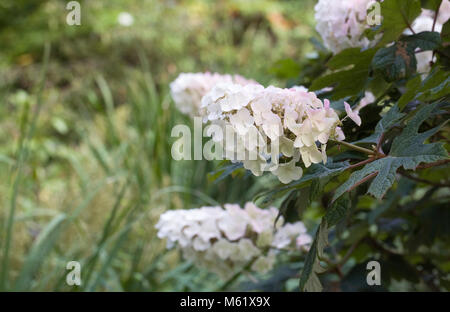 Hydrangea quercifolia 'Applause' flowers, Stock Photo